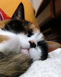 寝顔を見ているだけで幸せな気持ちになれる