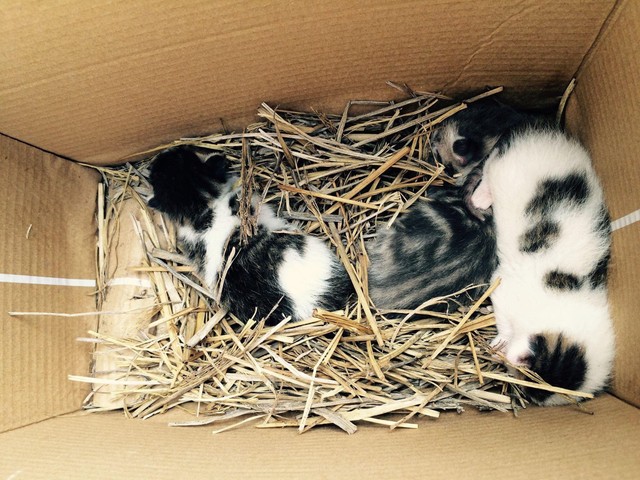 動物病院で預かってもらっていたころの3匹