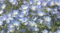 まんのう町の公園でネモフィラが見頃
