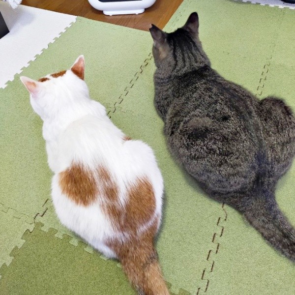 温まる姿がシンクロ！？ （左から）先住猫・りんごさん、ちあきさん（画像提供：青い人さん）