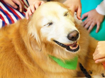セラピー犬、病院常勤広がる　病気の子どもを癒やしたい