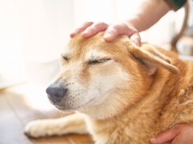 目と耳が不自由な高齢犬がまっすぐ前に進めない　多くは原因不明