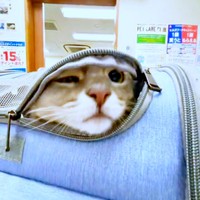 「まさか…！」顔を引っ込めるハナちゃん（画像提供：とりねゆこさん）