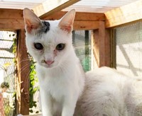 高知県のとある場所に棄てられていた9匹の猫のうちの1匹