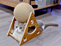 頭上の爪研ぎボールは完全スルー！ すっぽりおさまってくつろぐとーまくん（画像提供：hanoaさん）