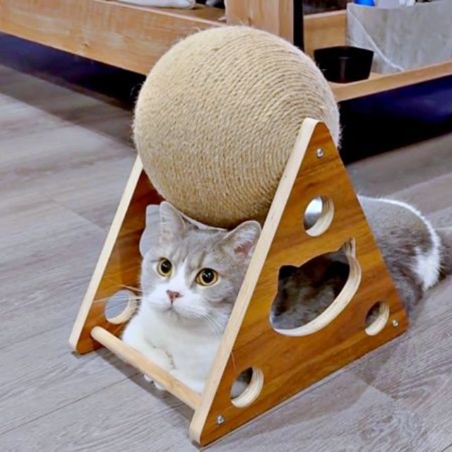 頭上の爪研ぎボールは完全スルー！ すっぽりおさまってくつろぐとーまくん（画像提供：hanoaさん）