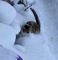 「いぬのよう」（linoさん）に雪の中で遊ぶおこめちゃん（画像提供：linoさん）