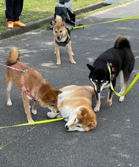 柴犬さんが「拒否柴」を発動したら……女子柴・はるちゃん（左）と黒柴・むぎちゃん（右）、男子柴・ヤマトくん（奥）が励ましに来てくれた！（画像提供：会長さん）