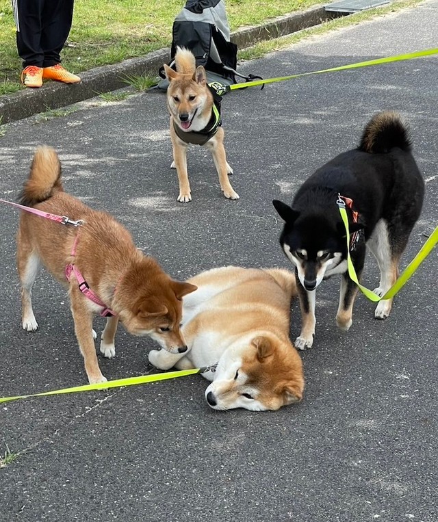 柴犬さんが「拒否柴」を発動したら……女子柴・はるちゃん（左）と黒柴・むぎちゃん（右）、男子柴・ヤマトくん（奥）が励ましに来てくれた！（画像提供：会長さん）