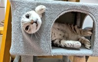 写真展「ねこがかわいいだけ展」に参加したこともある、自慢の愛猫