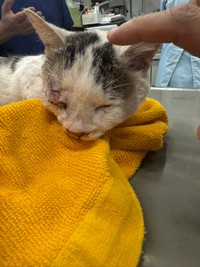 香川県内で交通事故に遭った猫ちゃんを保護（「さとう＠猫ぼっこ」さん提供）