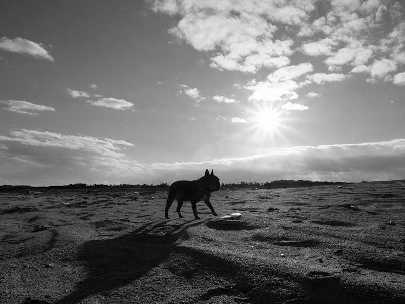 フレンチブルのシルエットって、本当に絵になります（高橋店長提供）