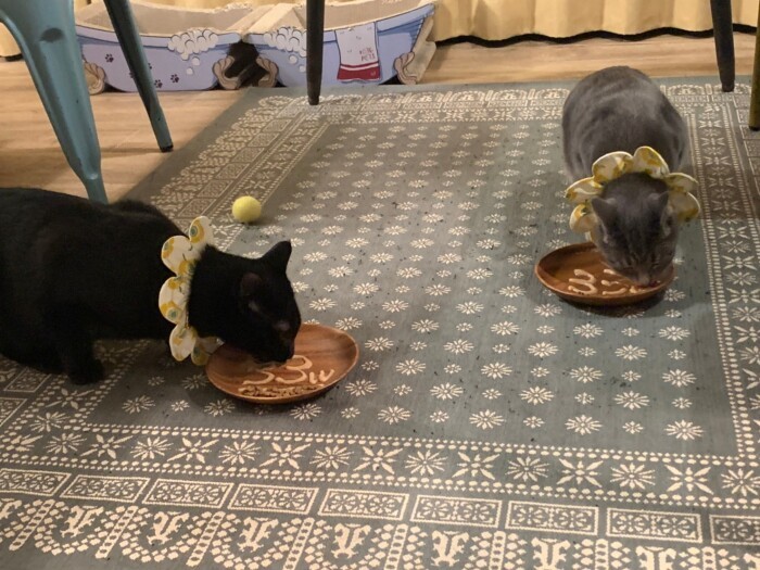 土曜ごとに“猫を迎えて何週目記念日”と銘打ち、ちゅーるでお皿に数字を書いている。写真は33週目記念のちゅーるプレート（恵里さん提供）