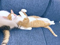 子猫時代、ショコラくんの股を枕にして眠るタルトくん（画像提供：ショコタルさん）