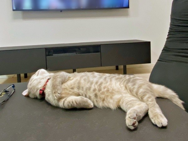 へそ天になってテレビを見るリリーちゃん（画像提供：恋するうさぎちゃん）