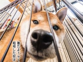 僕だって、かわいがってほしい　柴犬流　シカトの極意③