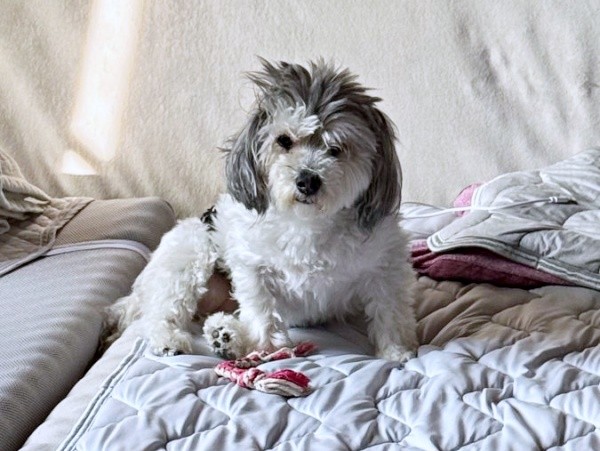 寝起きのつんちゃん。まだまだ眠そう（画像提供：つんこむさん）