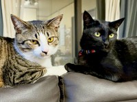 前足タッチがかわいすぎる（左から）チャームくん、ジョンちゃん（画像提供：みぃ～みぃ～ちゃんとジャミラズさん）