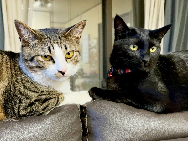 前足タッチがかわいすぎる（左から）チャームくん、ジョンちゃん（画像提供：みぃ～みぃ～ちゃんとジャミラズさん）