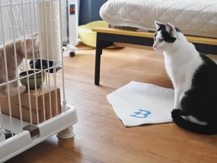 どちらも威嚇をしなかったと。すごい！(mimoeさん提供）