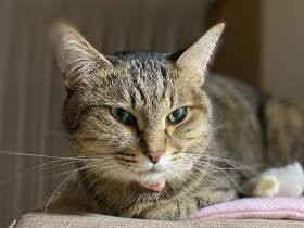 胸をめがけて跳んでくる“ジャンピング抱っこ！”を日に何度も　猫の「イズ」は抱っこ好き