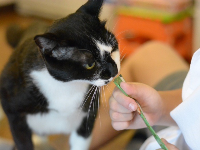 おねだりして、息子からおやつをもらうクロコ。ふたりの絆は特別みたい（宏美さん提供）