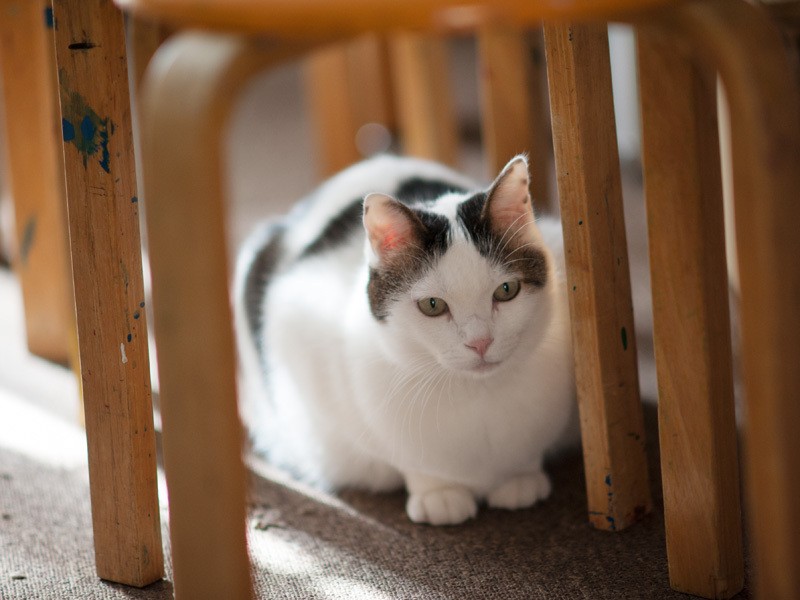 「こんにちは、春です。ここは子供たちが来る教室だよ」（小林写函撮影）
