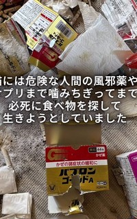 風邪薬やサプリまでかみちぎってまで必死に食べ物を探して生きようとしていた…(「ワンハート大阪」さん提供、Instagramよりキャプチャ撮影)