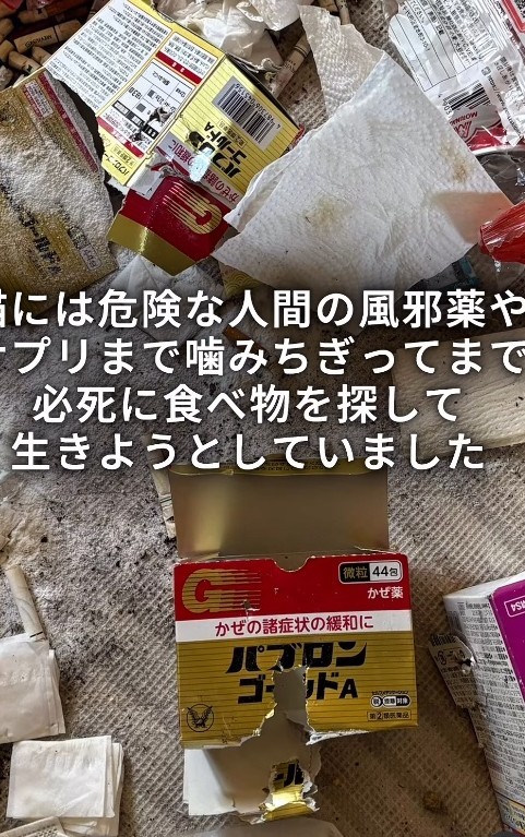 風邪薬やサプリまでかみちぎってまで必死に食べ物を探して生きようとしていた…(「ワンハート大阪」さん提供、Instagramよりキャプチャ撮影)