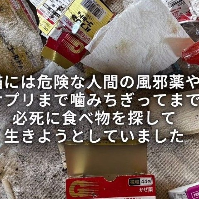 風邪薬やサプリまでかみちぎってまで必死に食べ物を探して生きようとしていた…(「ワンハート大阪」さん提供、Instagramよりキャプチャ撮影)
