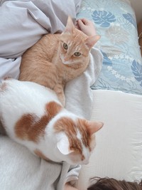 寝る時は一緒に寝てくれる猫ちゃんズ（提供：siestaさん）