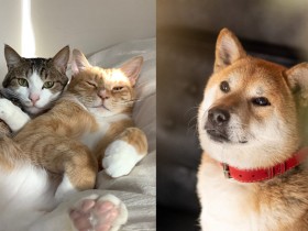 写真展「みんなイヌみんなネコ」４月に有明で開催　約140匹の元保護犬猫の幸せな姿