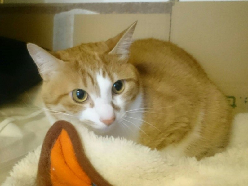 最近のももたろう。やはり兄弟だけあって、きなことそっくり。