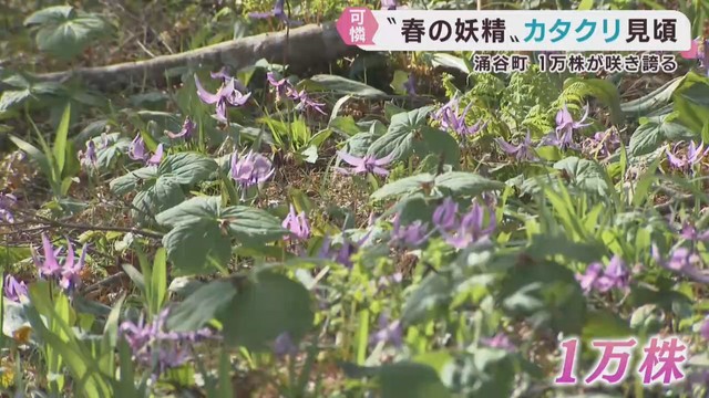 春の妖精カタクリの花が見頃　宮城・涌谷町の箟峯寺