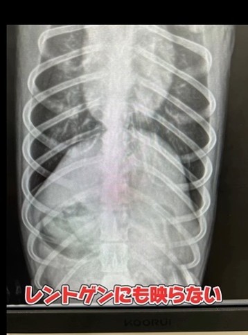 飲み込んだ竹串はレントゲンに映らないという（稲野辺院長提供、Instagramよりキャプチャ撮影）