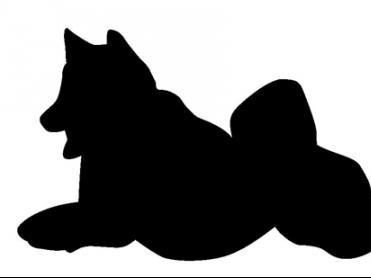 愛護センターの保護犬３頭からパルボウイルス　感染の可能性