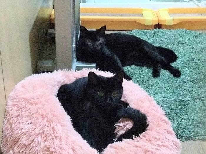 保護後のミル（奥）、失明していたが、その後、赤い毛は真っ黒に！手前は心臓と腎臓が悪かったミラ。腎臓薬を飲ませると数値がよくなり、避妊もできた（亜妃さん提供）