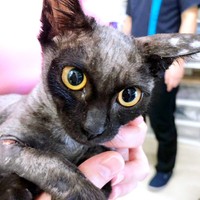 保護当時、病院で治療を受けていた小梅ちゃん（画像提供：千代蔵さん）