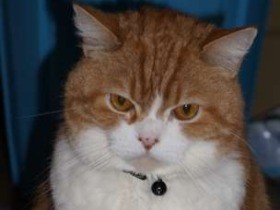 相撲部屋の猫親方　甘えん坊のムギ、力士の上でお昼寝