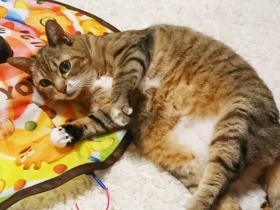 大好きなおもちゃの上で、ゴロンしながら遊び中　日本猫「ハナ」