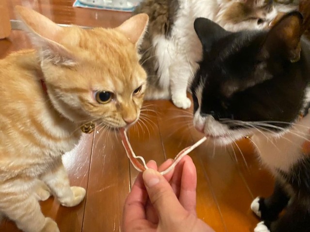 しらす兄ちゃんと仲良くひとつのおやつを食べる