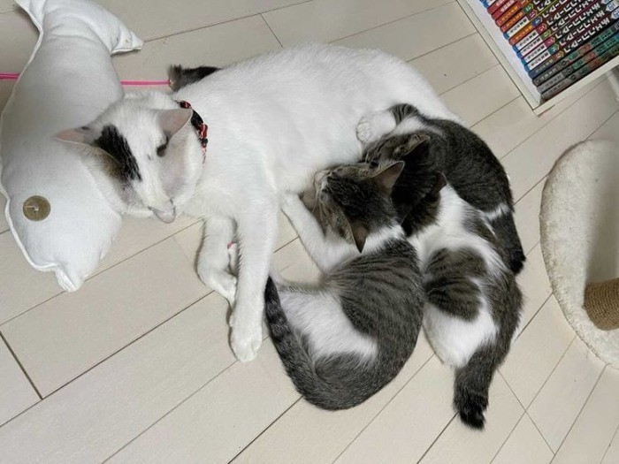 きょうだいとミルクをちゅぱちゅぱ時代。中央がレモン（（保護主さん提供）