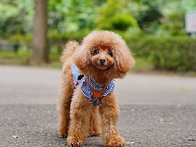 ペットカメラで裏の顔が発覚！お留守番時に悲しげな遠吠えをしていたトイプー「ジル」