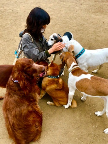 ドッグランで犬に囲まれる知枝さん「動物たちみんなが幸せになれる世の中になりますように……」（知枝さん提供）