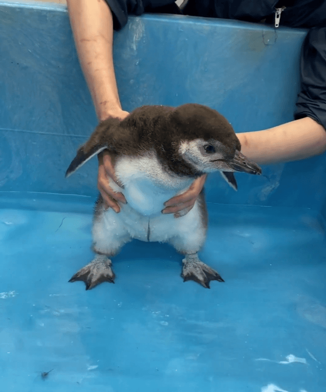 とうふ　初めてのプール　画像提供：すみだ水族館