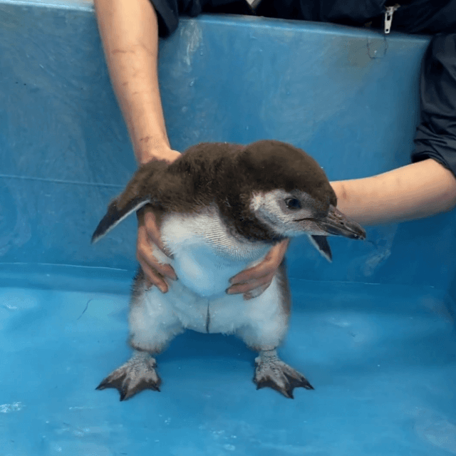 とうふ　初めてのプール　画像提供：すみだ水族館
