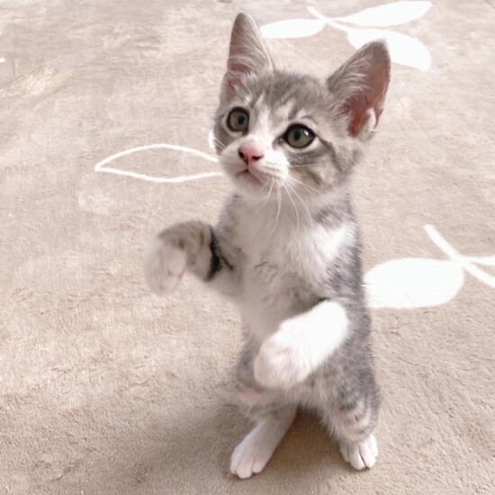 家にきたころの「のえる」