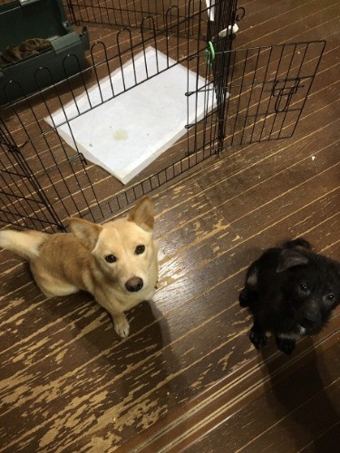 都内のボランティア宅で別の県から来た犬と