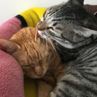 まるで姉弟のように寄り添って眠る