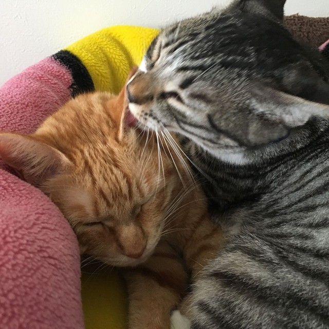 まるで姉弟のように寄り添って眠る